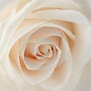 bouquet sposa con rose bianche