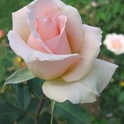 bouquet sposa con rose rosa