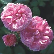 colore rose