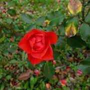 coltivazione roselline