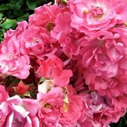 consegna bouquet rose