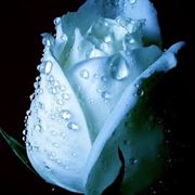 consegna bouqut di rose a domicilio