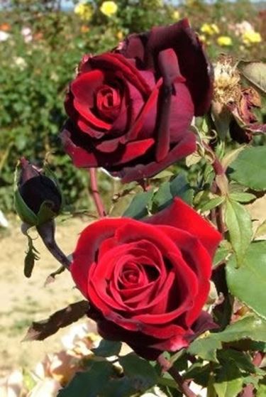 foto mazzi di rose
