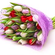 immagini rose rosse