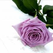 rosa lilla