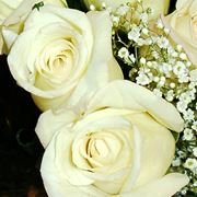 rose bianche