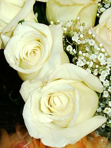 rose bianche