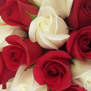 rose rosse e bianche