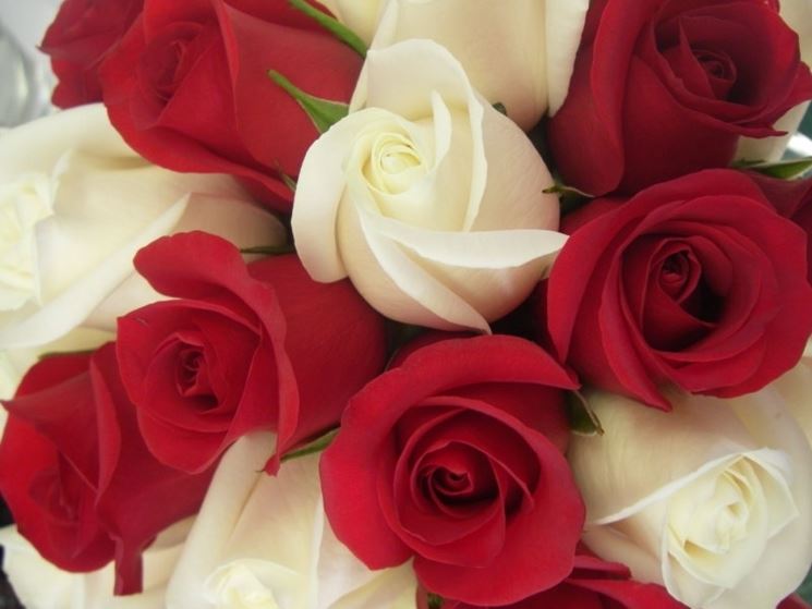 rose rosse e bianche