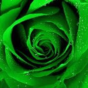 rose verdi