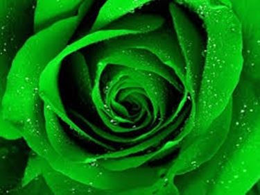 rose verdi