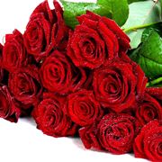 numero di rose da regalare