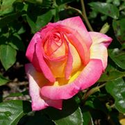 rose rosa significato