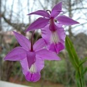 Amore, amicizia ed altri sentimenti: i fiori per comunicare le emozioni positive