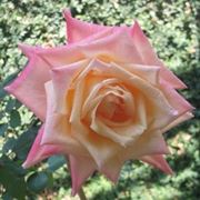 colore rose significato