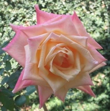 colore rose significato