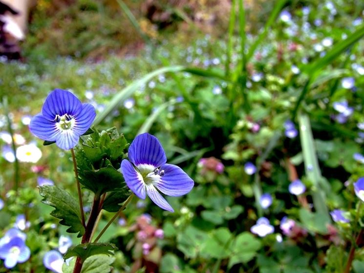 Coltivazione Non Ti Scordar Di Me Significato Dei Fiori