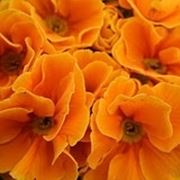 Domanda : albero arancio