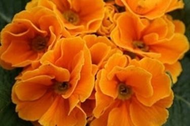 Domanda : albero arancio