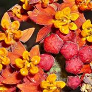 Domanda : Albero di arancio bruciato dal fuoco
