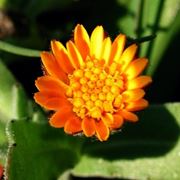 Domanda : Arancio, foglie arricciate
