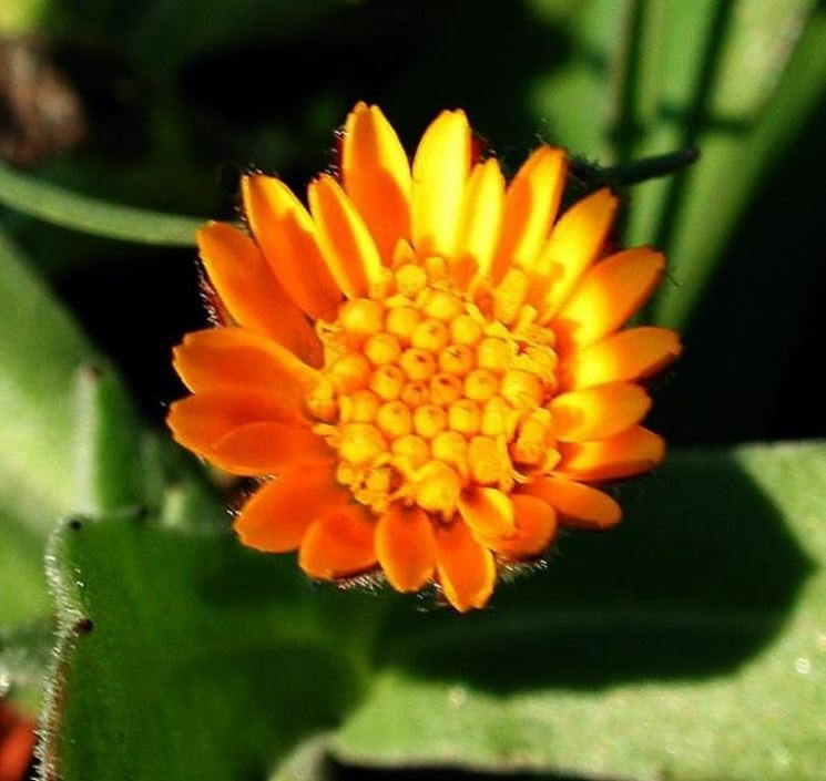 Domanda : Arancio, foglie arricciate