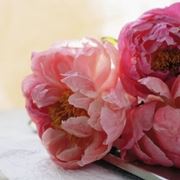 Domanda: Peonia arborea