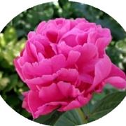 Domanda: perch la mia peonia non fiorisce?
