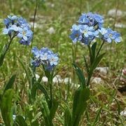 Etimologia e linguaggio dei fiori