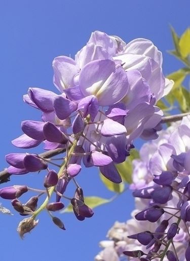 fiori amicizia-2
