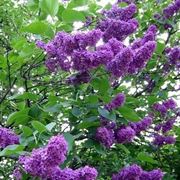 fiori amicizia