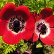 fiori amore-4