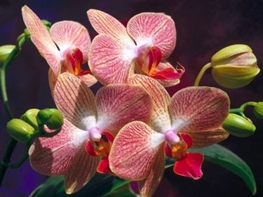fiori amore-6