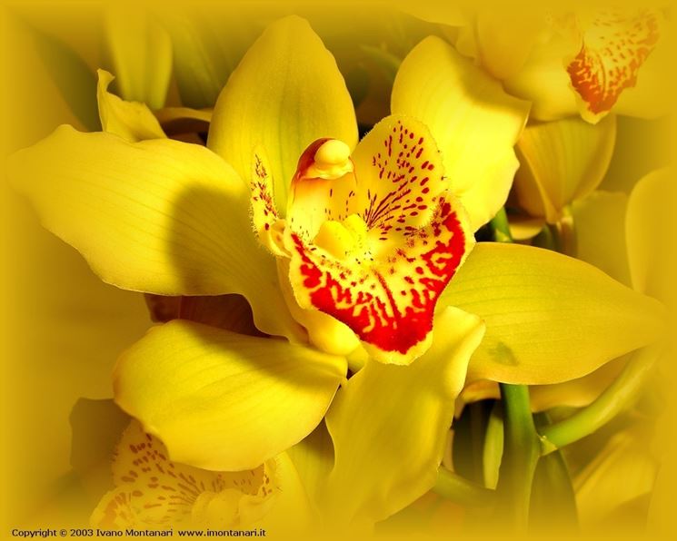 fiori amore-8