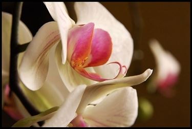 fiori amore-9