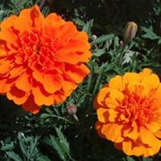 fiori arancio