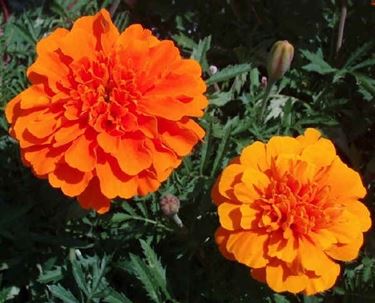 fiori arancio