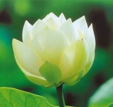 Il biancospino nel linguaggio dei fiori