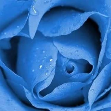 il significato delle rose blu