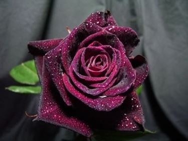 il significato delle rose nere