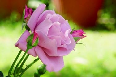 il significato delle rose viola