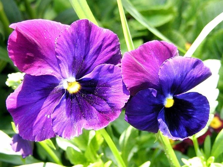 La Viola