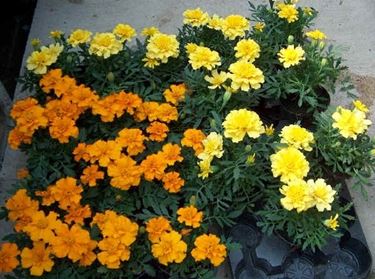 linguaggio dei fiori-9