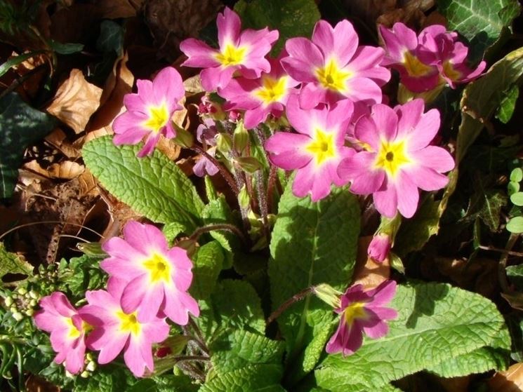 Linguaggio dei fiori: l'orchidea