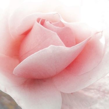 linguaggio dei fiori rosa rosa