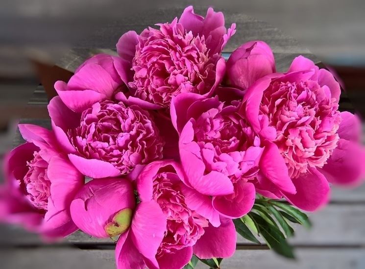 Piante perenni, la peonia