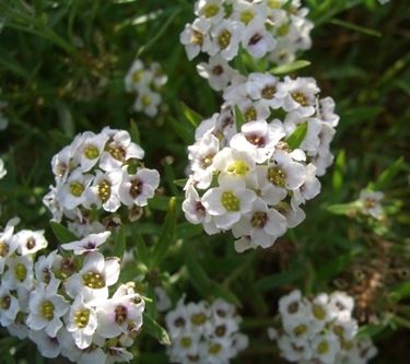 Risposta : Fiori Bianchi Settembre