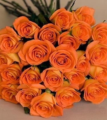 rosa arancione