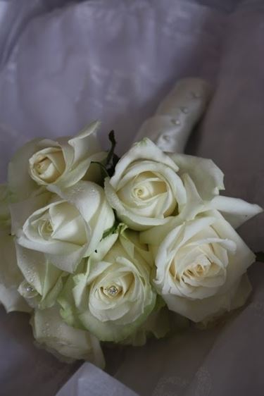 rosa bianca