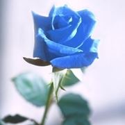 rosa blu significato